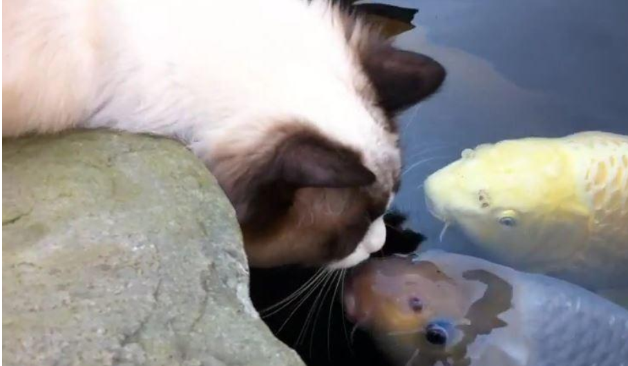 猫咪爱上鱼