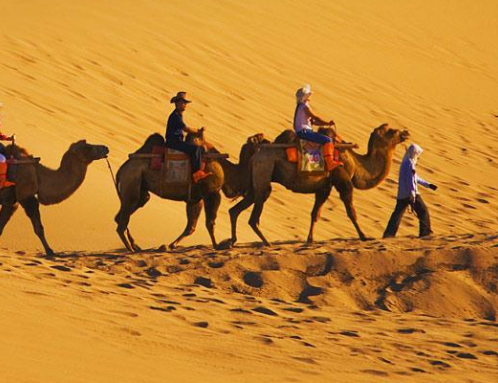 歌曲沙漠骆驼